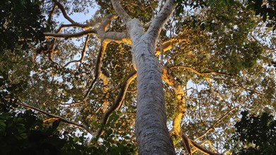 Giant tree in the rainforest in the evening light, Puerto Maldonado, Peru, South America