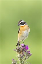 Whinchat (Saxicola rubetra), male standing on marsh thistle (Cirsium palustre), songbirds, animals,