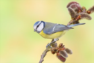 Blue tit (Parus caeruleus) sitting on a branch of a aspen (Populus tremula), songbirds, animals,