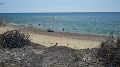 Beach scene with people in the sea, surrounded by burnt vegetation at the edge, a contrast between