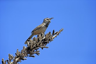 Cactus wren (Campylorhynchus brunneicapillus), adult, on wait, singing, Sonoran Desert, Arizona,