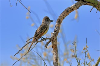 Brown-crested Tyrant, (Myiarchus tyrannulus brachyurus), adult, in perch, foraging, Sonoran Desert,