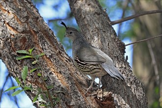 Gambel's quail (Callipepla gambelii), adult, female, on tree, Sonoran Desert, Arizona, North