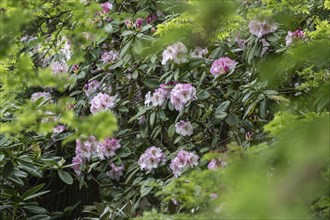 Rhododendron (Rhododendron Simona), Emsland, Lower Saxony, Germany, Europe