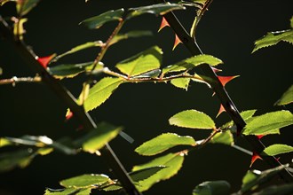 thorns, rose bush, morning sun, Rosensteinpark, Stuttgart, Baden-Württemberg