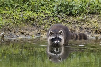 A raccoon (Procyon lotor) stands on the bank and is reflected in the calmly flowing water, Hesse,