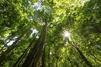 Dense vegetation in the tropical rainforest, roots of a strangler fig on a tree, view upwards, Sun