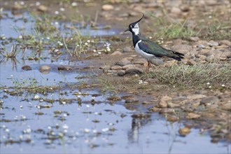 Lapwing (Vanellus vanellus), Tipperne, Ringkøbing Fjord, Denmark, Europe