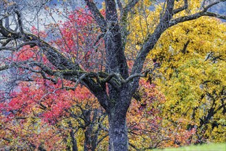 Autumn in the Swabian Alb, fruit trees in a meadow orchard with colourful leaves. Landscape near