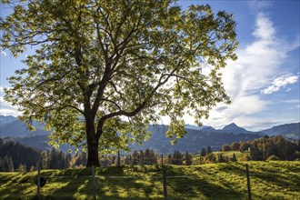 Autumn coloured trees, autumn atmosphere, at the Oytalstraße, Allgäu Alps, Oberstdorf, Oberallgäu,