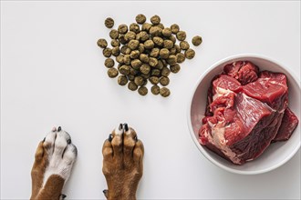 Concept of different feeding methods with dog paws, dry food kibbles and chunk of raw meat on white