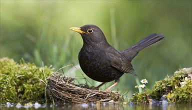 Animal, bird, blackbird, Turdus merula, building a nest, AI generated, AI generated