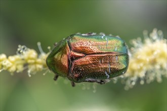 Golden crownwort (Cetonia aurata) on a chestnut blossom. Bas Rhin, Alsace, France, Europe