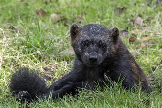 Wolverine, glutton, carcajou (Gulo gulo) resting in grassland, native to Scandinavia, western