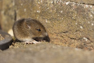 Brown rat (Rattus norvegicus) juvenile baby rodent animal by a building brick wall, England, United