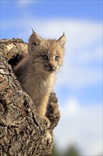 Canada lynx (Lynx canadensis), young, den, tree, eight weeks old, Montana, USA, North America