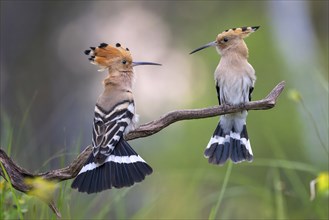 Hoopoe (Upupa epops) Bird of the Year 2022, courtship, mating, pair, male, female, interaction,