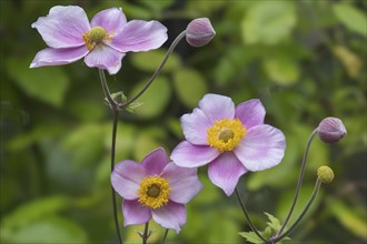 Autumn anemone (Anemone hupehensis), North Rhine-Westphalia, Germany, Europe