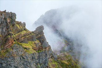 A mountain covered in fog and clouds with blooming Cytisus shrubs. Near Pico de Arieiro, Madeira