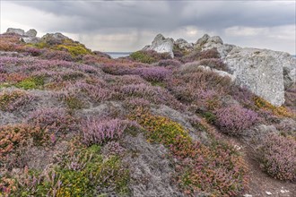 A carpet of pink and red flowers grows on the cliffs of the Iroise sea coast. Camaret, Crozon,