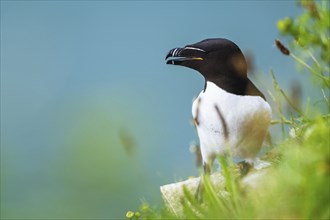 Razorbill, Alca Torda, birds on cliffs, Bempton Cliffs, North Yorkshire, England, United Kingdom,