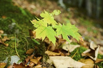 Young Norway maple (Acer platanoides) tree in autumn colours, Berchtesgadener Land, Upper Bavaria,