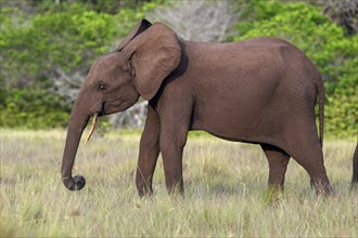 African forest elephant (Loxodonta cyclotis) in a clearing in Loango National Park, Parc National