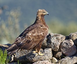 Golden eagle (Aquila chrysaetos) portrait, Extremaduran, Spain, Europe