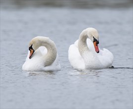 Two mute swans (Cygnus olor) on a pond, Thuringia, Germany, Europe