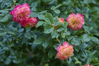 Several pink-orange coloured roses, in front of a green background, Miltenberg, Bavaria, Germany,