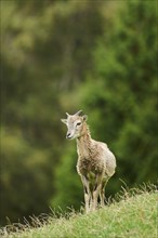 A young Mouflon (Ovis gmelini) standing on a hillside with green vegetation in the background,