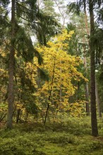 Norway maple (Acer platanoides) tree colored, in a forest in autumn, Bavaria, Germany, Europe