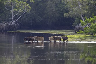 Red buffalo or forest buffalo (Syncerus nanus) crossing a river, Loango National Park, Parc