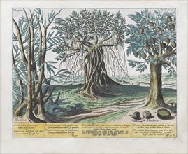 Exotic fruits and plants, including durian and banyan tree, hand-coloured copperplate engraving by