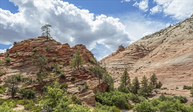 Trees growing out of sandstone rock formations in Zion National Park, Utah