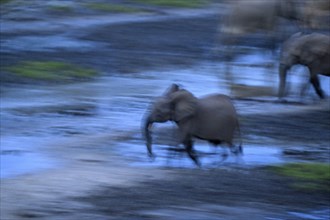 African forest elephant (Loxodonta cyclotis) in the Dzanga Bai forest clearing, blue hour,