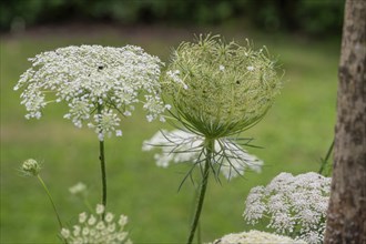 Wild carrot (Daucus carota subsp. carota), Bavaria, Germany, Europe