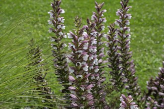 Acanthus flowers (Acanthus), Bavaria, Germany, Europe