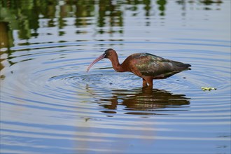 Glossy ibis, (Plegadis falcinellus), in water, spring, Wakodahatchee Wetlands, Delray Beach,