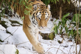 Siberian tiger (Panthera tigris altaica) walking through the bushes in winter, captive, Germany,