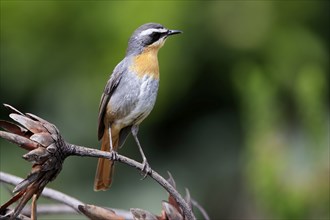 Cossypha caffra, adult, on guard, Protea, Kirstenbosch Botanical Gardens, Cape Town, South Africa,