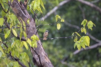 Sulphur-masked Flycatcher (Pitangus sulphuratus), bird sitting on a branch, tropical rainforest,