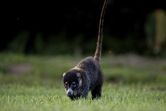 White-tailed coati (Nasua narica), adult, tail in the air, in a meadow, Sirena, Corcovado National