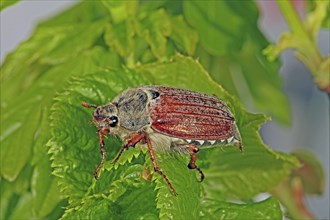 Cockchafer (Melolontha)