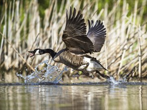 Canada Goose, Branta canadensis, bird running on water