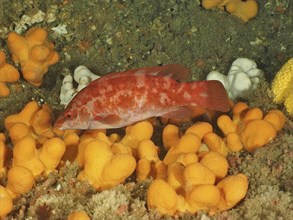 An orange-coloured fish, Ballan wrasse (Labrus bergylta), swims among yellow soft corals on the