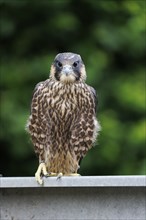 Peregrine falcon (Falco peregrinus), Germany, Europe