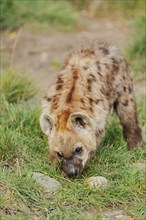 Spotted hyena or spotted hyena (Crocuta crocuta), feeding juvenile, captive, occurrence in Africa