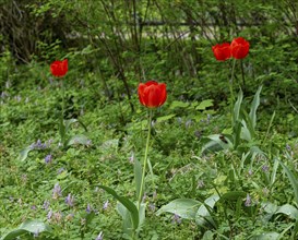 Tulipa, single red tulips in the Berlin Tiergarten, Berlin, Germany, Europe