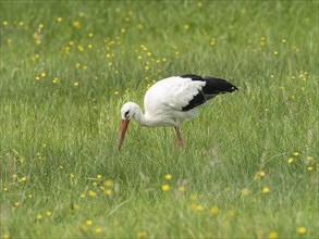 White stork (Ciconia ciconia) foraging in a meadow, North Rhine-Westphalia, Germany, Europe